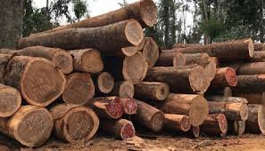 Global timber trade
