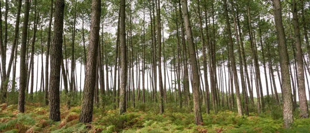 Timeless Strength of Wood