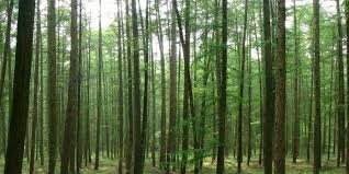 Nature and Innovation